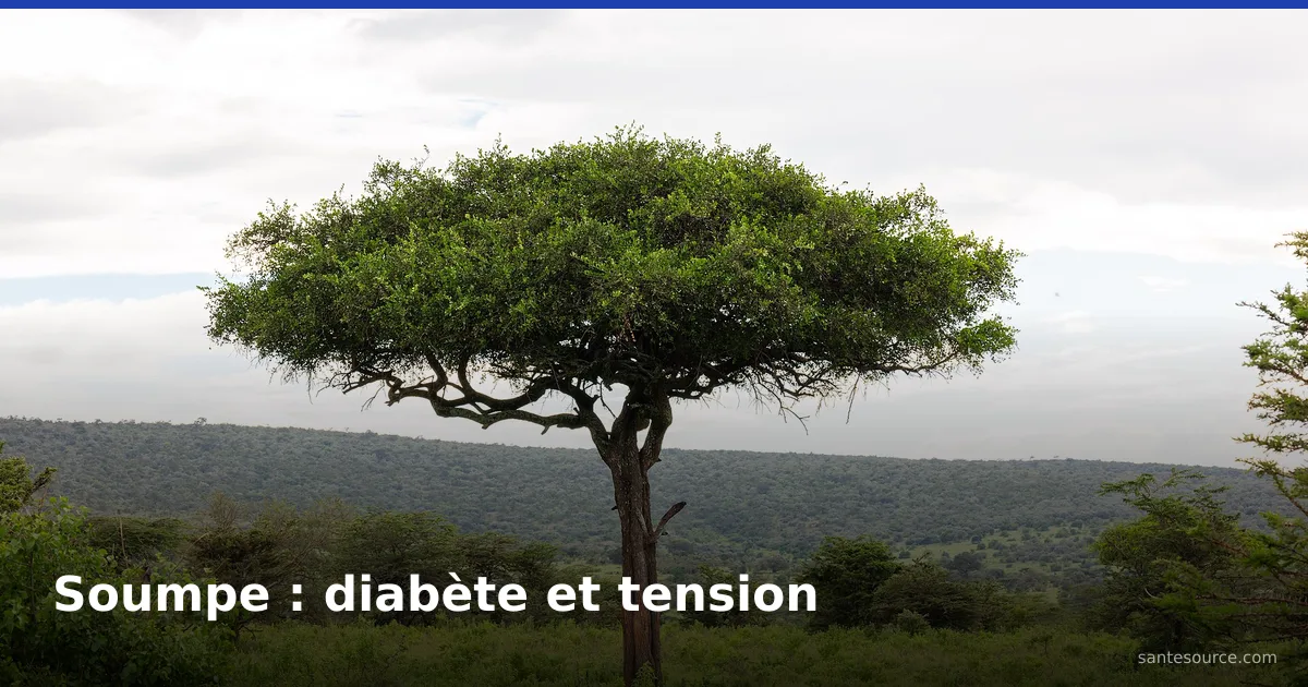 Fruits du soumpe (Balanites aegyptiaca), dattier du désert sahélien utilisé pour le diabète et la tension