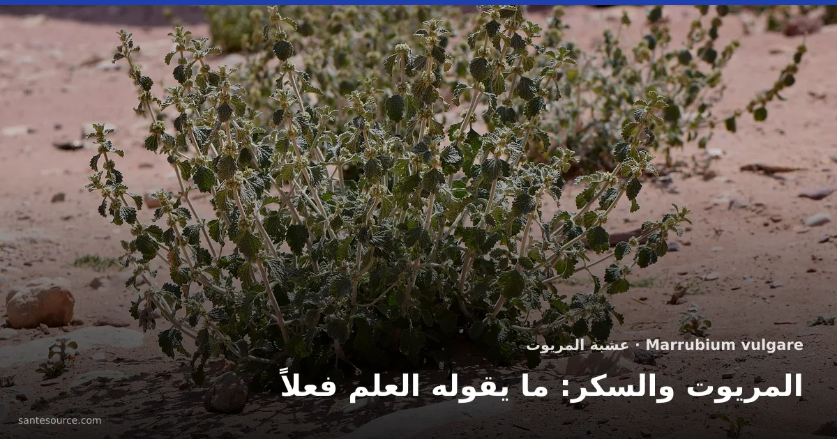 نبتة المريوت Marrubium vulgare بأوراقها الرمادية المزغبة في أرض جافة، عشبة يستعملها المغاربة لضبط السكر