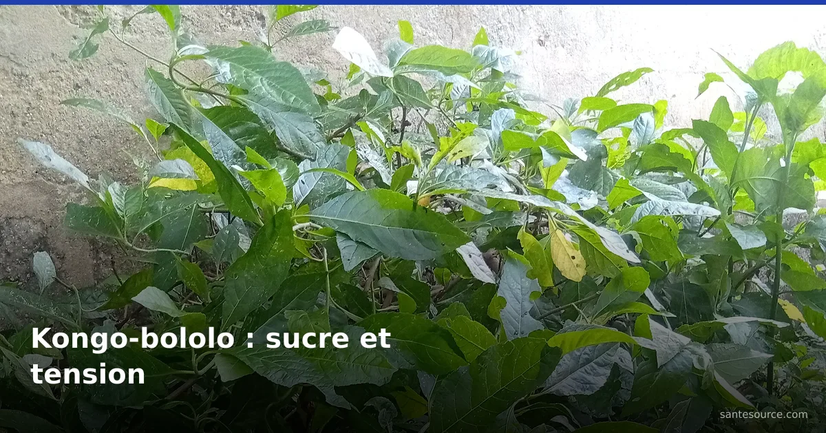 Arbuste de kongo-bololo (Vernonia amygdalina) aux feuilles vertes, plante amère pour le diabète et la tension en RDC