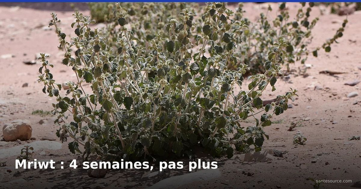 Pied de marrube blanc (mriwt), Marrubium vulgare, aux feuilles duveteuses sur sol aride, plante à glycémie au Maroc