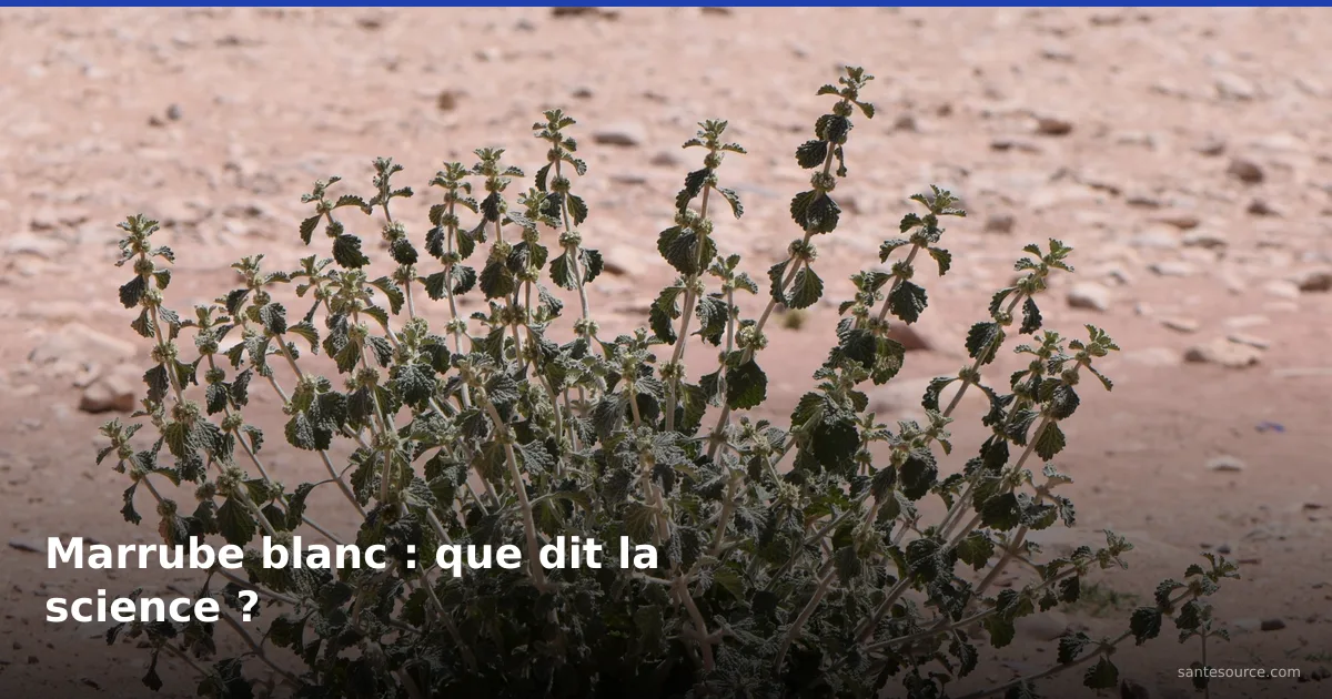 Marrube blanc (Merriwa) en touffe dans un sol aride marocain, plante étudiée pour le diabète de type 2