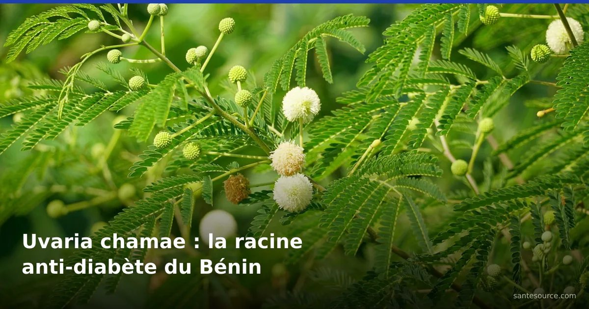 Feuillage vert d'une plante médicinale d'Afrique de l'Ouest, contexte naturel de l'uvaria chamae contre le diabète