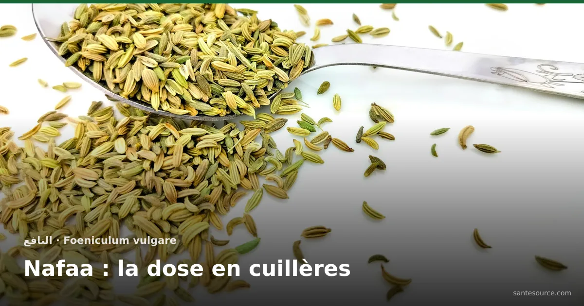 Cuillère remplie de graines de fenouil séchées, le nafaa vendu au poids chez l'attar marocain