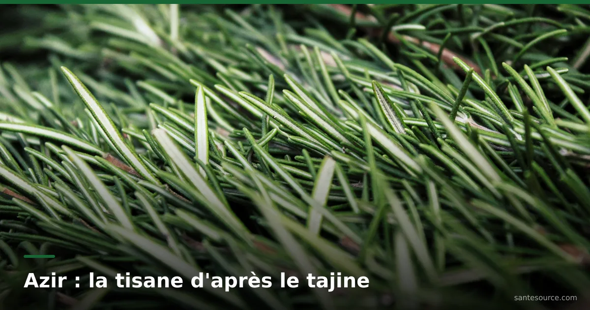 Branches de romarin fraîchement récoltées, l'azir marocain préparé en infusion digestive après un repas gras