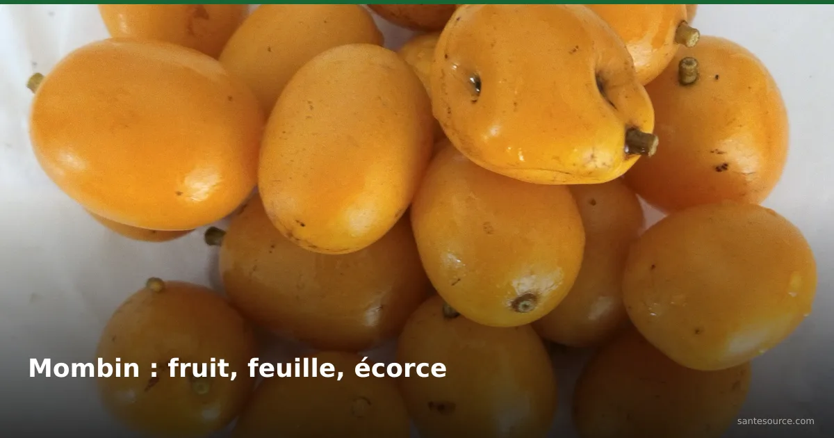 Prunes mombin jaunes et mûres, fruit du Spondias mombin consommé frais ou en jus en Afrique de l'Ouest