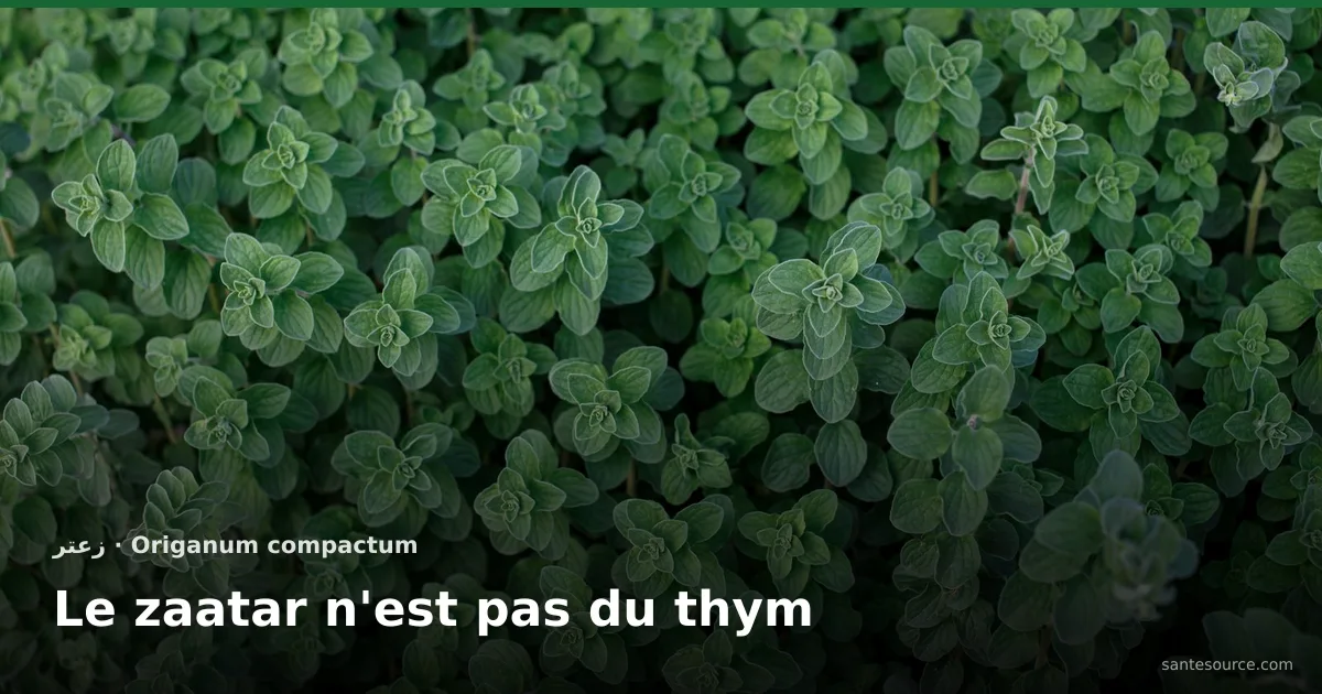 Feuillage dense d'origan marocain, la plante vendue sous le nom de zaatar, le thym en arabe
