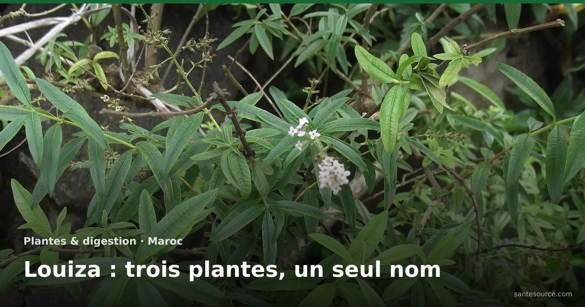 Arbuste de verveine odorante (Aloysia citrodora), la louiza marocaine, feuilles lancéolées et fleurs blanches