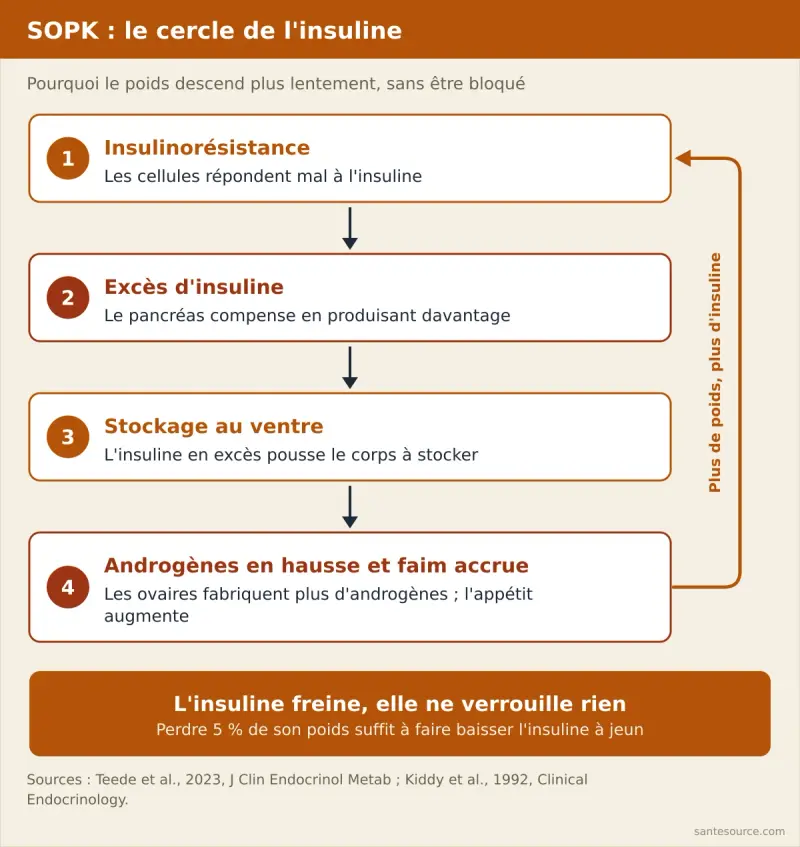 Schéma du cercle SOPK : insulinorésistance, excès d'insuline, stockage au ventre, androgènes en hausse et faim accrue