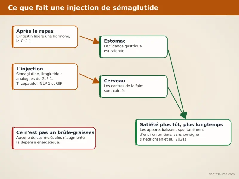 Schéma du mécanisme des analogues du GLP-1 : ralentissement de la vidange gastrique et signal de satiété au cerveau