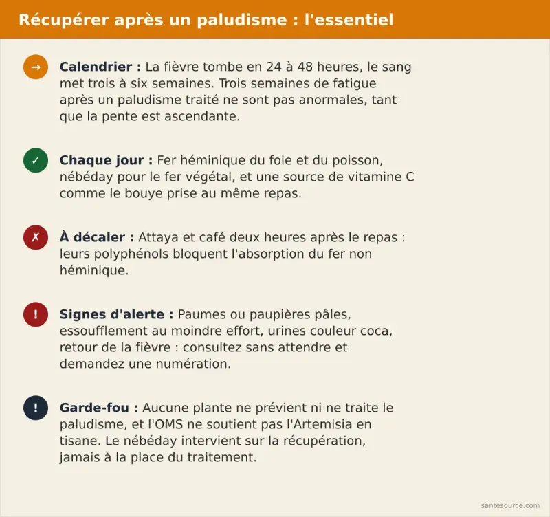 Récapitulatif de la convalescence après paludisme : calendrier de trois à six semaines, gestes nutritionnels quotidiens, signes d'alerte et rappel qu'aucune plante ne traite le paludisme