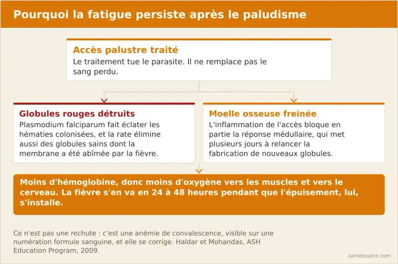 Schéma de l'anémie post-paludisme : destruction des globules rouges infectés et sains par la rate, puis freinage de la moelle osseuse par l'inflammation