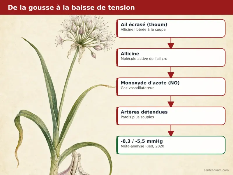 Carte mentale reliant l'ail thoum, l'allicine, le monoxyde d'azote et la baisse de tension artérielle