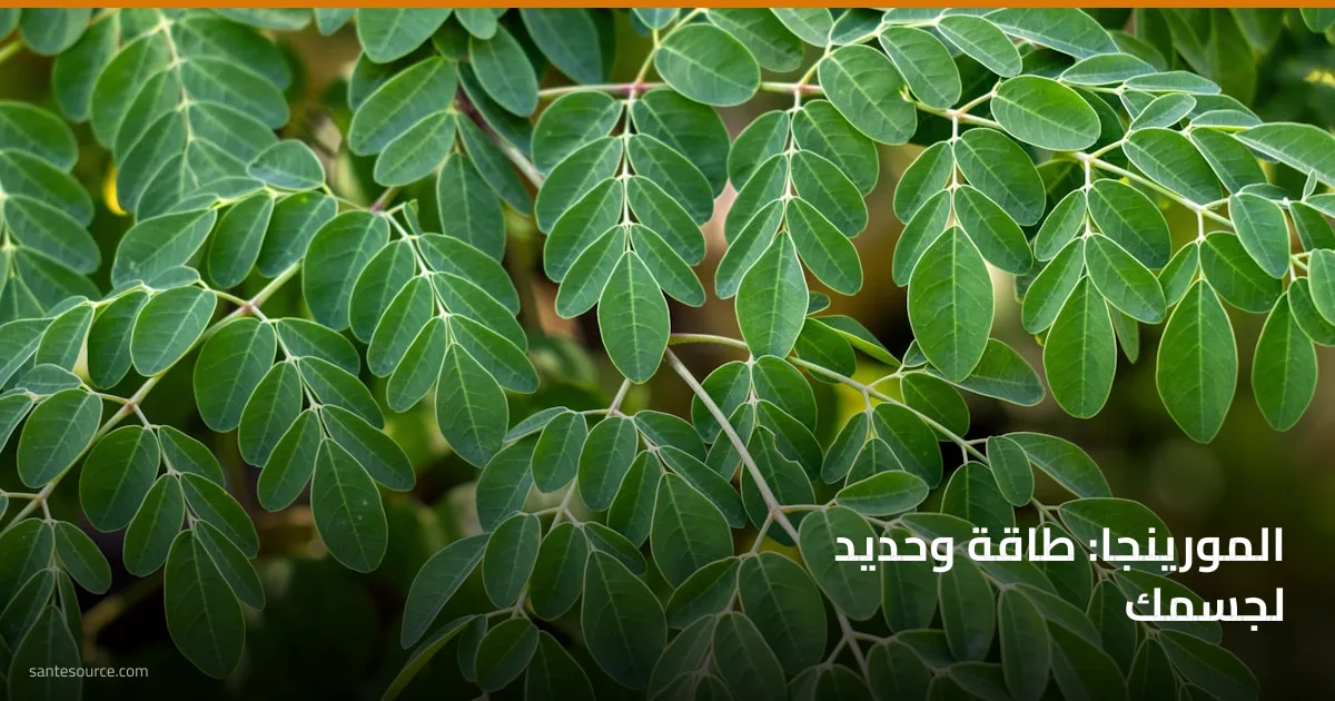 أوراق المورينجا الخضراء الطازجة على الشجرة، مصدر طبيعي للطاقة والحديد