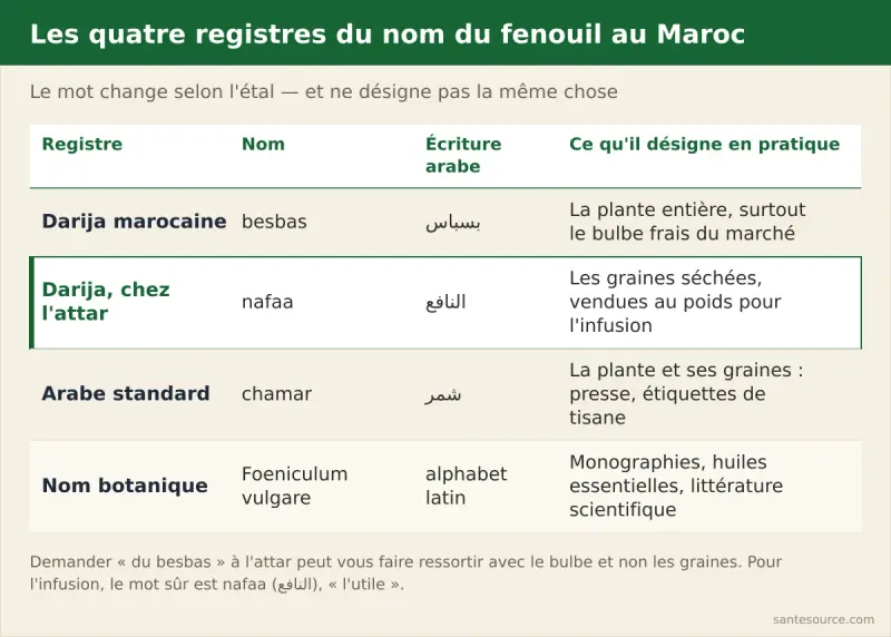 Les quatre noms du fenouil au Maroc : besbas (بسباس) en darija pour le bulbe, nafaa (النافع) pour les graines chez l'attar, chamar (شمر) en arabe standard et Foeniculum vulgare en latin