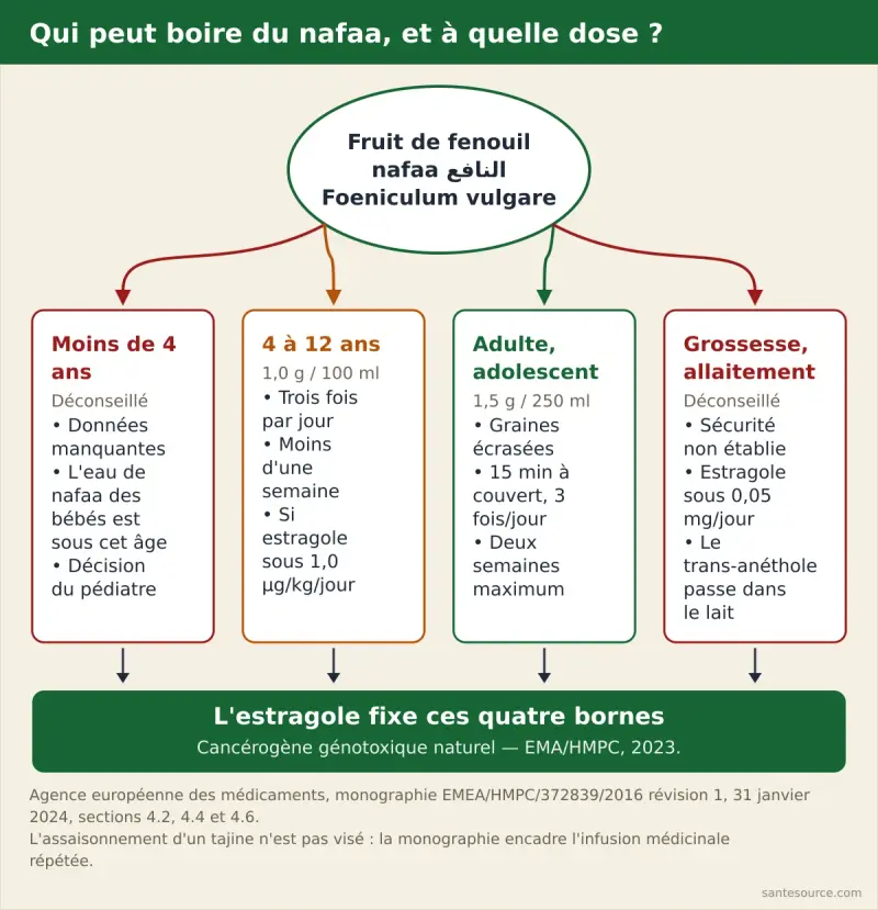 Arbre de décision de l'âge pour l'infusion de nafaa : déconseillé avant 4 ans, 1 g dans 100 ml trois fois par jour de 4 à 12 ans sous seuil estragole, 1,5 g dans 250 ml trois fois par jour chez l'adulte, déconseillé pendant la grossesse et l'allaitement