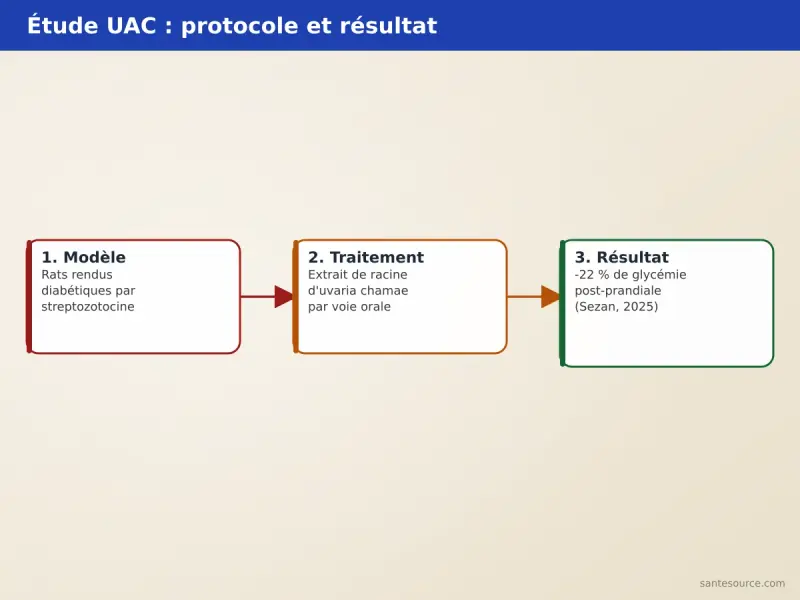 Schéma du protocole de l'Université d'Abomey-Calavi : rats rendus diabétiques par streptozotocine puis baisse de 22 % de la glycémie post-prandiale avec l'extrait de racine