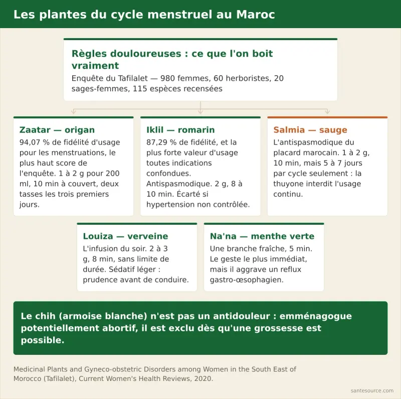 Carte mentale des plantes marocaines du cycle menstruel : iklil, zaatar, salmia, louiza et na’na, avec leur usage et leur limite