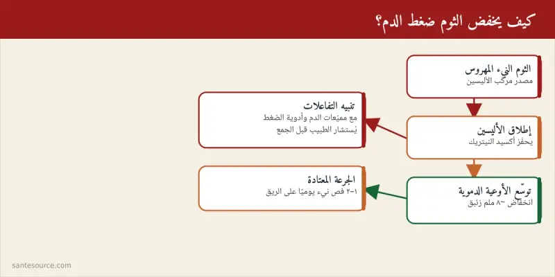 خريطة ذهنية تلخّص كيف يخفض الثوم ضغط الدم عبر الأليسين والجرعة الآمنة والتفاعلات الدوائية