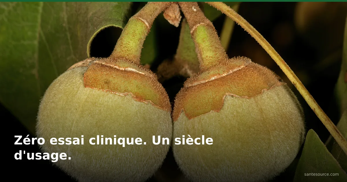 Fruits duveteux de Goron Tula (Azanza garckeana) sur la branche, remède féminin traditionnel du Sahel