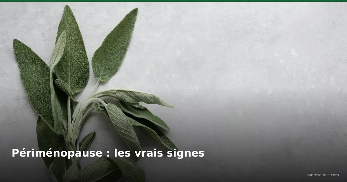 Branche de sauge fraîche, la salmia utilisée au Maroc contre les bouffées de chaleur de la périménopause