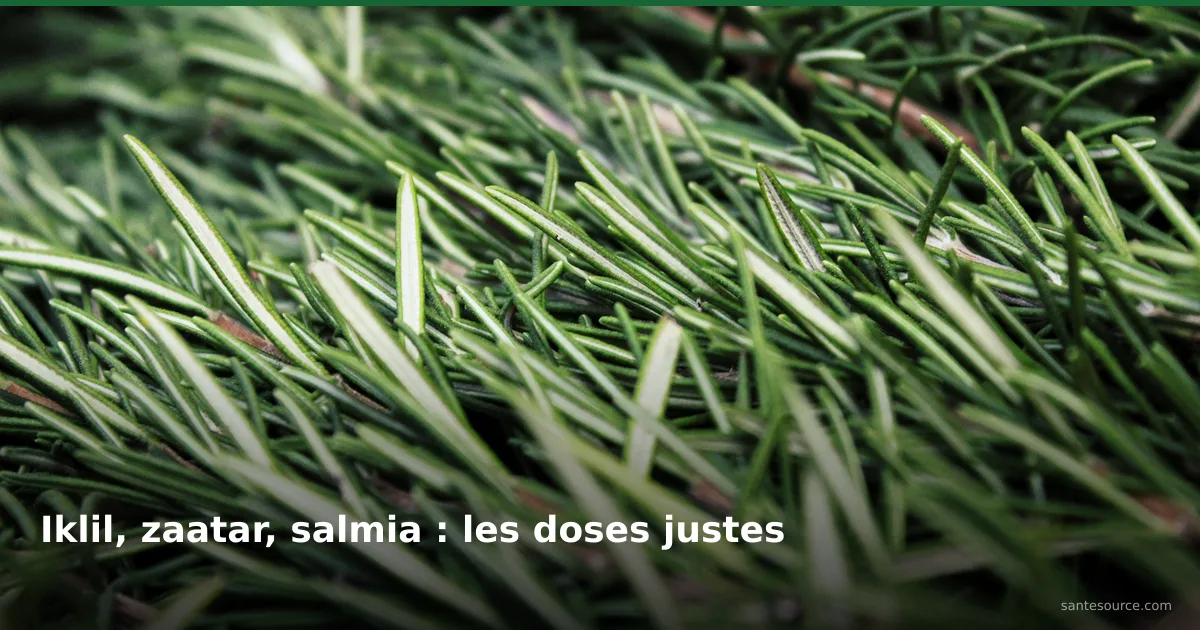 Brins de romarin frais en gros plan, l'iklil des infusions marocaines contre les règles douloureuses