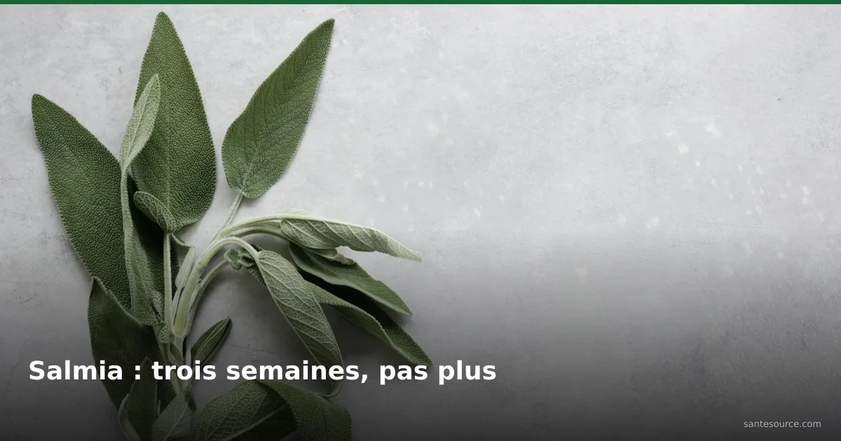 Rameau de sauge officinale aux feuilles duveteuses, la salmia marocaine infusée contre les bouffées de chaleur