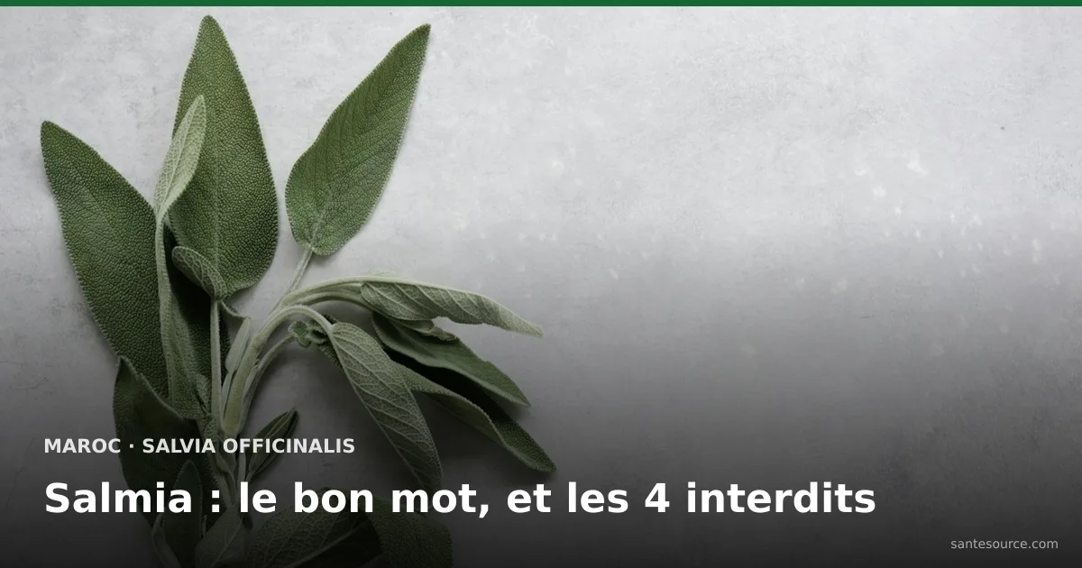 Feuilles de sauge officinale gris-vert et veloutées, la salmia que l'on achète chez l'attar au Maroc