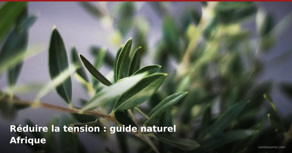 Feuilles d'olivier vertes aux propriétés hypotensives pour réduire naturellement la tension artérielle