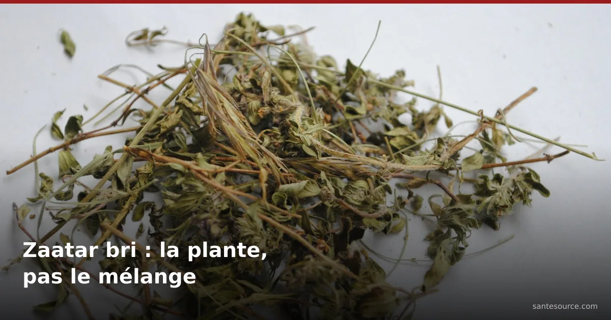 Feuilles d'origan séchées en vrac, comme le zaatar bri vendu chez l'attar au Maroc