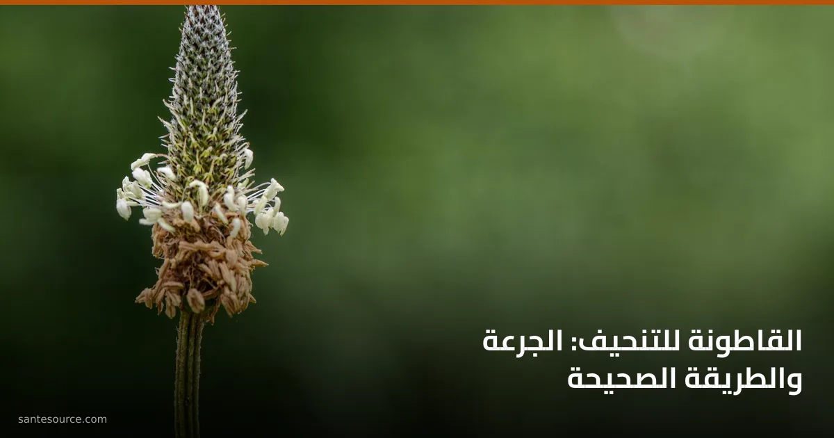 سنبلة نبات لسان الحمل (Plantago)، الجنس النباتي الذي تُستخرج منه بذور القاطونة (psyllium) المستعملة للشبع والتنحيف.