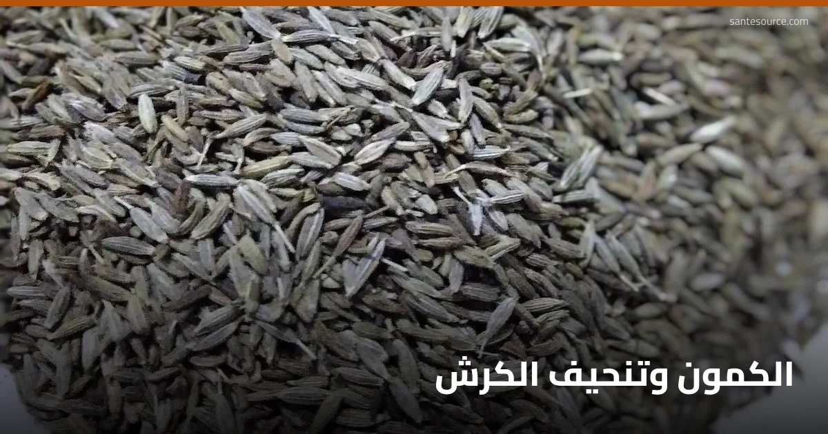 بذور الكمون (Cuminum cyminum)، حليف الهضم والشبع في وصفات تنحيف البطن المغربية