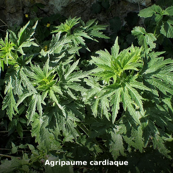 Photographie de Agripaume cardiaque (Leonurus cardiaca), source Wikimedia Commons, plante médicinale africaine documentée