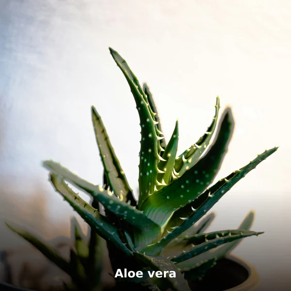 Photographie de Aloe vera (Aloe barbadensis miller), plante médicinale africaine reconnue pour apaise les brûlures superficielles en phytothérapie