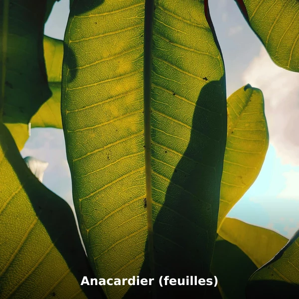 Photographie de Anacardier (feuilles) (Anacardium occidentale), plante médicinale africaine de la phytothérapie traditionnelle