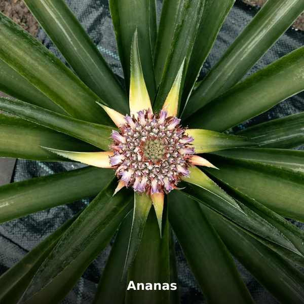 Photographie de Ananas (Ananas comosus), plante médicinale africaine de la phytothérapie traditionnelle