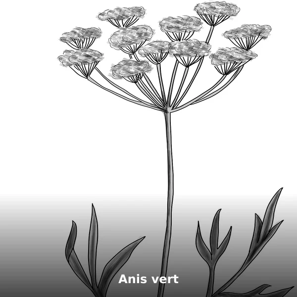 Photographie de Anis vert (Pimpinella anisum), source Wikimedia Commons, plante médicinale africaine documentée