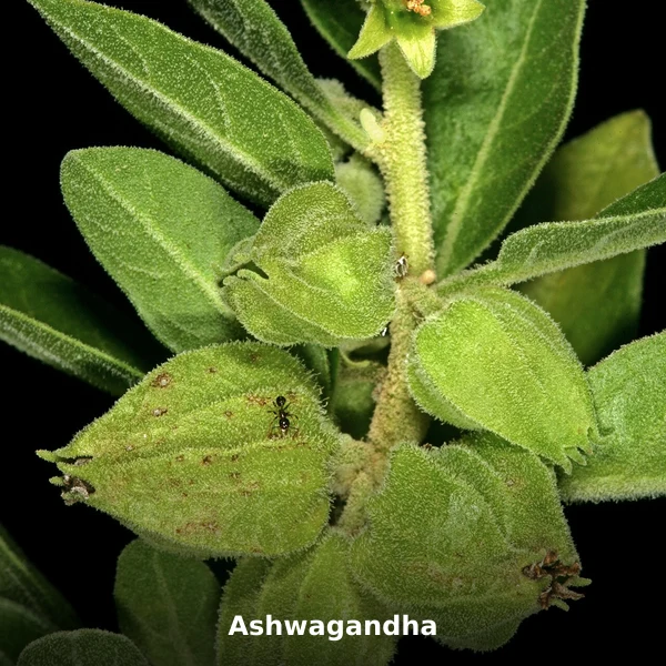 Photographie de Ashwagandha (Withania somnifera), source Wikimedia Commons, plante médicinale africaine documentée