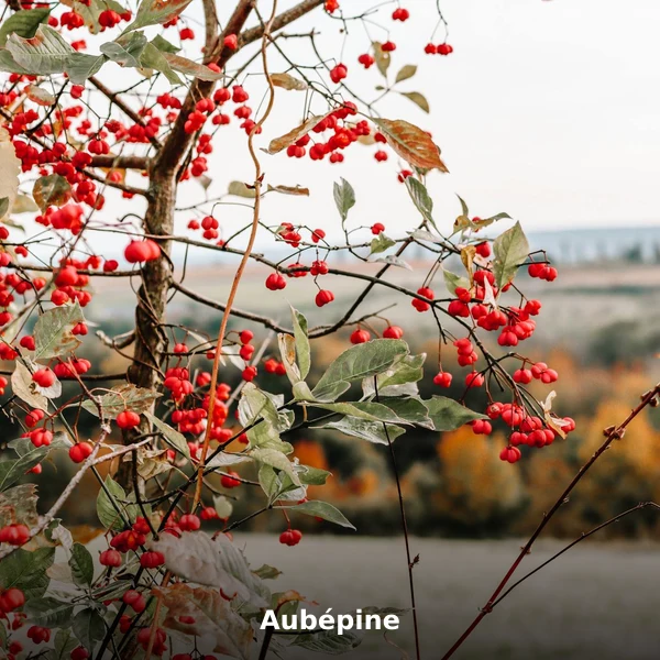 Photographie de Aubépine (Crataegus monogyna), plante médicinale africaine de la phytothérapie traditionnelle