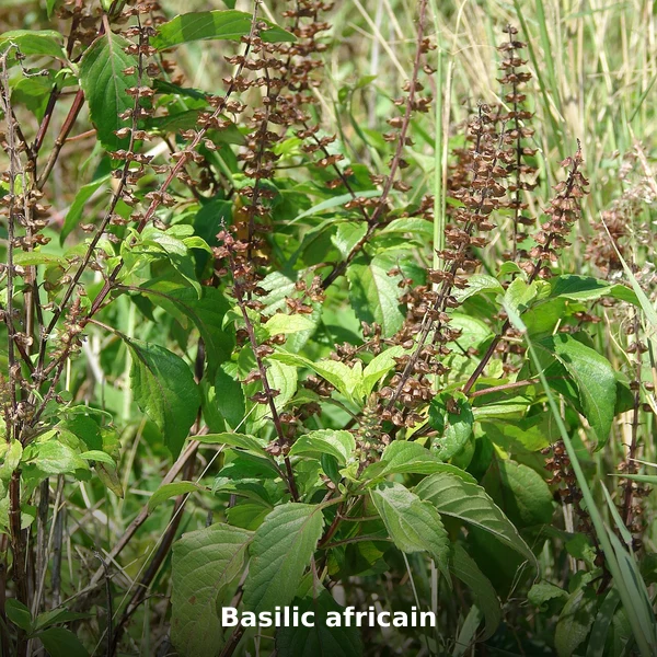 Photographie de Basilic africain (Ocimum gratissimum), source Wikimedia Commons, plante médicinale africaine documentée