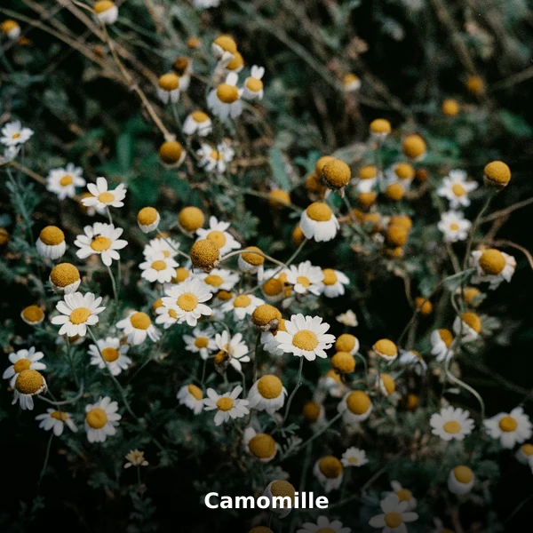 Photographie de Camomille (Matricaria chamomilla), plante médicinale africaine reconnue pour favorise l'endormissement — l'apigénine se lie en phytothérapie