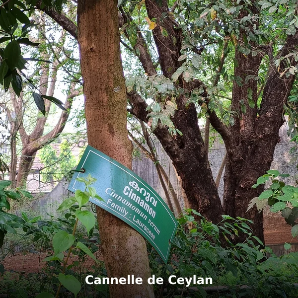 Photographie de Cannelle de Ceylan (Cinnamomum verum), source Wikimedia Commons, plante médicinale africaine documentée