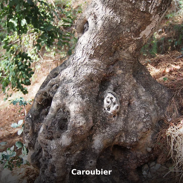 Photographie de Caroubier (Ceratonia siliqua), source Wikimedia Commons, plante médicinale africaine documentée