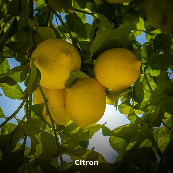 Photographie de Citron (Citrus limon), plante médicinale africaine de la phytothérapie traditionnelle
