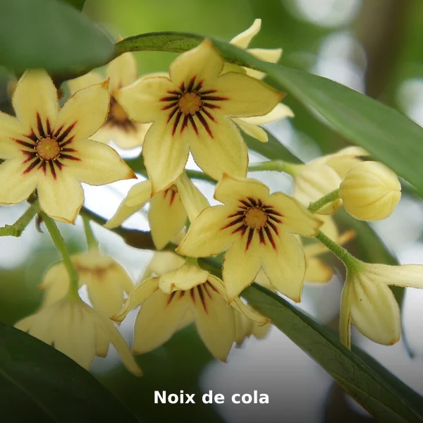 Photographie de Noix de cola (Cola nitida), source Wikimedia Commons, plante médicinale africaine documentée