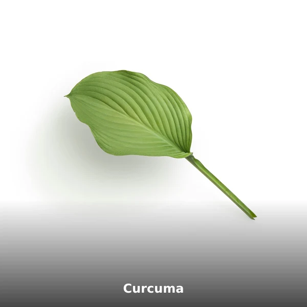Photographie de Curcuma (Curcuma longa), plante médicinale africaine reconnue pour action anti-inflammatoire — la curcumine inhibe en phytothérapie