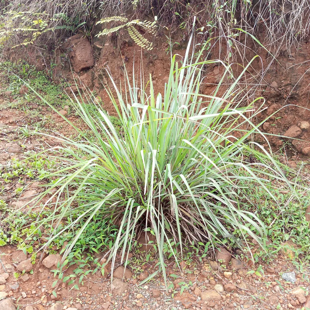 Cymbopogon citratus (verveine des Indes / fever grass), plante médicinale post-paludisme