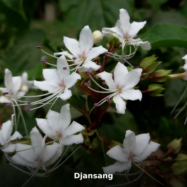Photographie de Djansang (Ricinodendron heudelotii), plante médicinale africaine reconnue pour source traditionnelle de vitalité masculine en en phytothérapie
