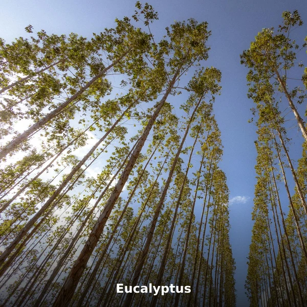 Photographie de Eucalyptus (Eucalyptus globulus), plante médicinale africaine de la phytothérapie traditionnelle