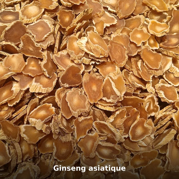 Photographie de Ginseng asiatique (Panax ginseng), source Wikimedia Commons, plante médicinale africaine documentée