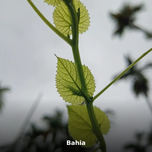 Photographie de Bahia (Hallea ciliata), plante médicinale africaine reconnue pour traitement traditionnel de la fertilité au en phytothérapie